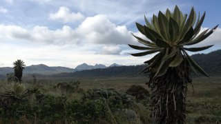 Paysage de paramo dans la région de San Augustin