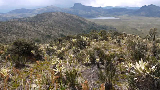 Paramo Valencia en Colombie