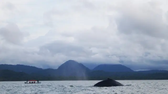 Observation des baleines dans le Choco