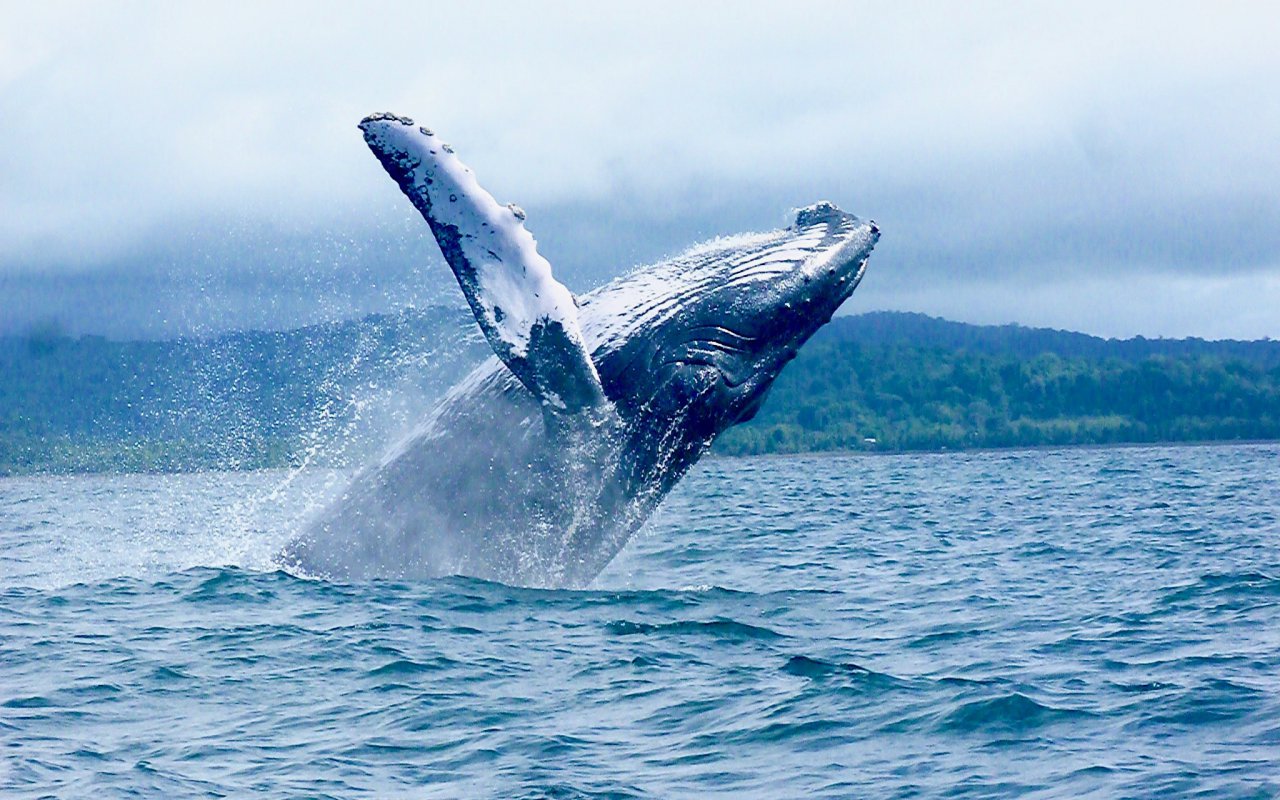 Saut d'une baleine dans la Pacifique en Colombie