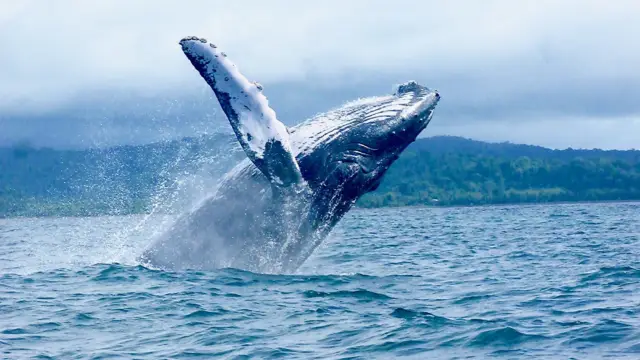 Saut d'une baleine dans la Pacifique en Colombie