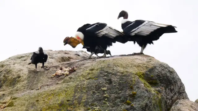Observation des condors messagers dans le Parc du Purace