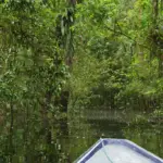 En Amazonie près de Puerto Nariño