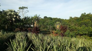Sarapiquí dans la province de Heredia au Costa Rica