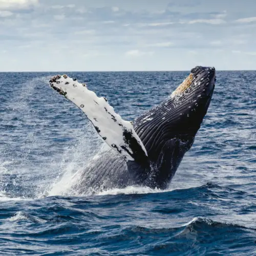 Observations des baleines sur la côte Pacifique