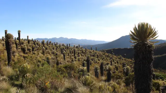 Le Paramo d'Oceta près de Mongui en Colombie
