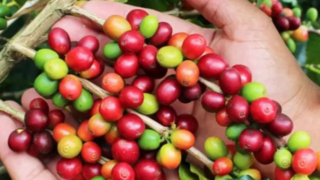 Au pays du café