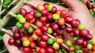 Voyage dans la région du café en Colombie