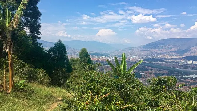 Finca de café autour de Medellin